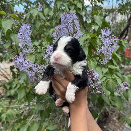 Boy 4 - male Bernedoodle puppy in Northglenn, Colorado from Colorado Bernedoodle Babies