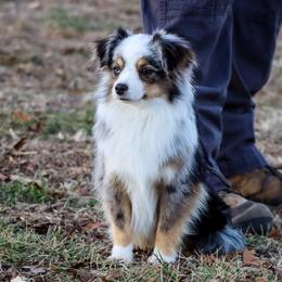 Mac - Toy Australian Shepherd