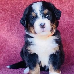 Orange Collar Girl - Black rust and white female Bernese Mountain Dog puppy in Bristol, Tennessee from Holston Hollow Farm