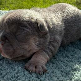 Rip - Tricolors male French Bulldog puppy in Warm Springs, Arkansas from State Line Dachshunds & Frenchies