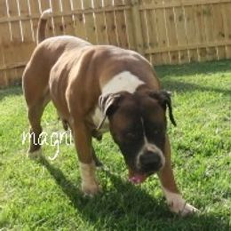 Gis - Boerboel