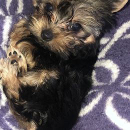 Great Dane and Yorkshire Terrier Puppies from Graham’s Danes