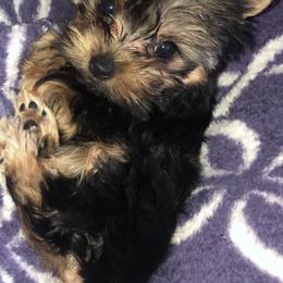 Great Dane and Yorkshire Terrier Puppies from Graham’s Danes