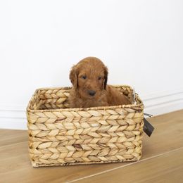 Goldendoodle, Irish Doodle, Labradoodle, and Poodle Puppies from Desert Doodles