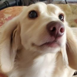 Jaxson - Dachshund