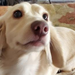 Jaxson - Dachshund