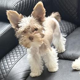 Maui - Yorkshire Terrier