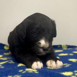 Sophie Boy 5 - Black and white male Bernedoodle puppy in Russiaville, Indiana from Pleasant Creek Minibernedoodles