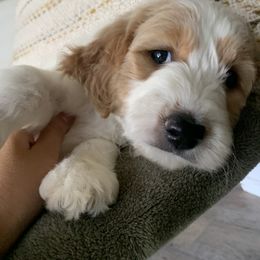 Goldendoodle Puppies from Edge Farm Goldendoodles