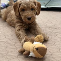 Australian Labradoodle Puppies from High Desert Labradoodles