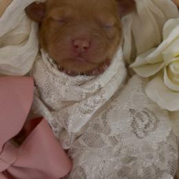 Girl 6 - Red  female Goldendoodle puppy in Queen Creek, Arizona from Sunny Doodles