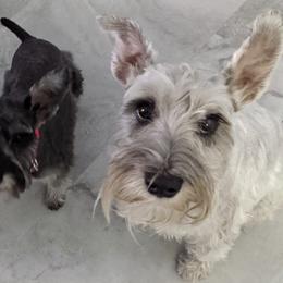 Buster - Miniature Schnauzer