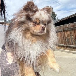 Olive - Pomeranian