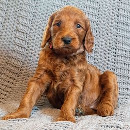 Pink Girl - Goldendoodle puppy from Botcherby Doodles