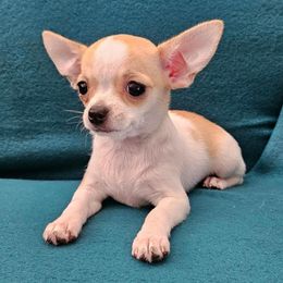 AKC CH DAM MEEKAH IN MAINE - Fawn and white female Chihuahua puppy in Newport, Maine from Pinewood Acres Chihuahuas