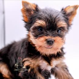 Yorkshire Terrier Puppies from Essence of Grace Yorkies