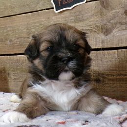 Fawn - Brown female Lhasa Apso puppy in Jefferson, New York from Absolute Lhasa Love