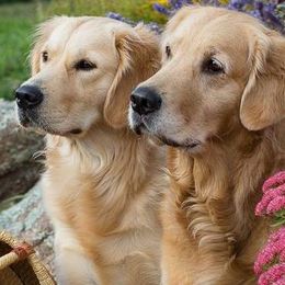 Golden Retrievers from Lookout Golden Retrievers