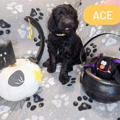 Double Doodle and Labradoodle Puppies from Superdoodles of San Antonio