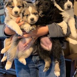 Miniature Australian Shepherd Puppies from Barbed Circle C Mini Aussies