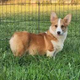 Tripp - Red male American Corgi puppy in Dunbar, Nebraska from Vintage Corgis