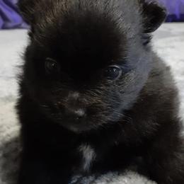 Wednesday - Black female Pomeranian puppy in Jackson, New Jersey from Peapod Pomeranians