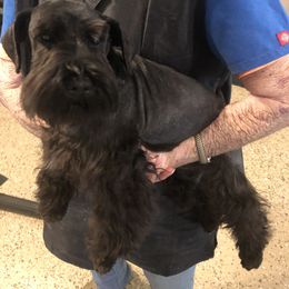 Miniature Schnauzer All Grown Up from D’Angels Schnauzers LLC