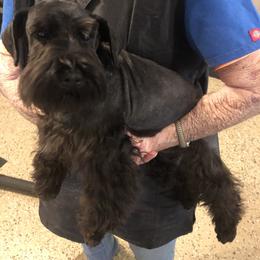 Miniature Schnauzer All Grown Up from D’Angels Schnauzers LLC