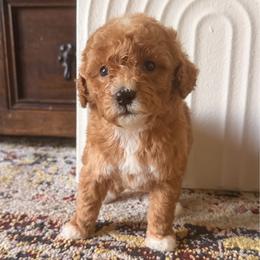 Girl 1 - Red  female Goldendoodle puppy in Meridian, Mississippi from Magnolia Poodles and Doodles