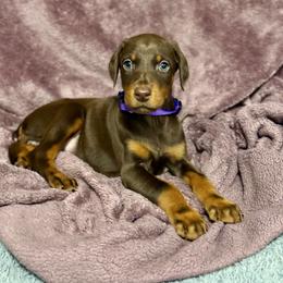 Purple Collar - Red and rust female Doberman Pinscher puppy in Lake City, Florida from Paintedcrazy Doberman Pinchers