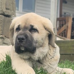 Boy 2 - Spanish Mastiff puppy in Prosperity, Pennsylvania from Prosperity Guardians