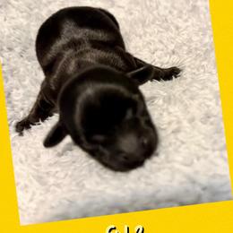 Doxiepoo Girl 2 - Black female Dachshund puppy in Michigan from Amberly's Dachshunds
