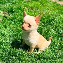 McIntosh Pomchi (teacup) - Blue fawn male Chihuahua puppy in Seneca, Missouri from Stephanie’s Puppy Colony