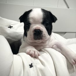 Boston Terrier Puppies from Jennifer Jones