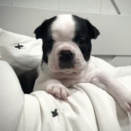Boston Terrier Puppies from Jennifer Jones
