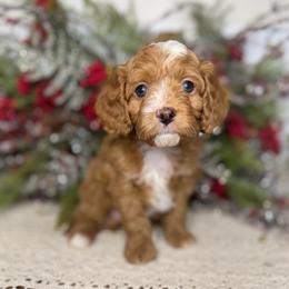 Woody - Red male Cavapoo puppy in Kankakee, Illinois from Apricot Roots Doodles