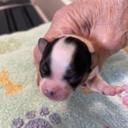 Boy 1 - Red white and sable male Papillon puppy in Central Florida, Florida from Sunshine Papillons