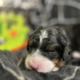 Frank - Tri-color male Bernedoodle puppy in Lone Jack, Missouri from Elite Bernedoodle Besties LLC