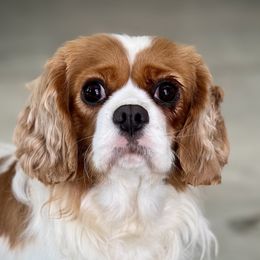 Susie - Cavalier King Charles Spaniel