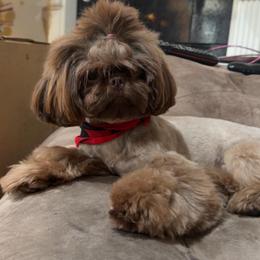 Lilly - Shih Tzu