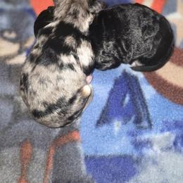 Female 1 - Black and silver brindle female Havapoo puppy in Medina, Ohio from Momma's Minis