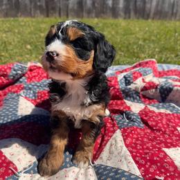 Tilly - Tri-color female Bernedoodle puppy in Camden, Michigan from FurEver Friends Finder