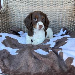 Girl 2 LIMITED AKC - Piebald female Dachshund puppy in Aurora, Missouri from Baker Farms