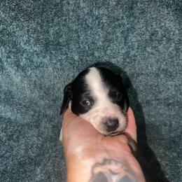 Archer - Piebald male Dachshund puppy in La Junta, Colorado from Royal King’s Mini Dachshunds