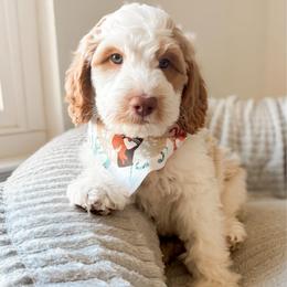 Big Sur - Parti male Goldendoodle puppy in California City, California from Summer Sun Doodles