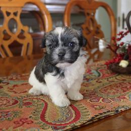 Twix - Chocolate brindle female Havanese puppy in Hamptonville, North Carolina from Alabama Havanese Kennel Tidewater Kennel