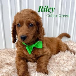Riley (Forest Green) - Red  female Goldendoodle puppy in Miami, Florida from Katy's Toy Poodles & Doodles