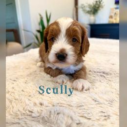 Boy 1 - Red  male Goldendoodle puppy in Glendale, Arizona from Follow Your Bliss Doodles