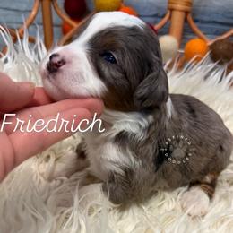 Friedrich - Merle male Bernedoodle puppy in Snohomish, Washington from Refined Doodles
