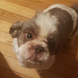 Shih Tzus from Michelle Gayden's Shih Tzu Puppies